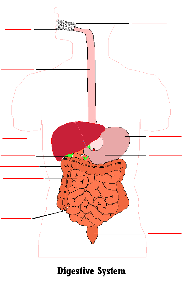 Digestive System (Quiz)